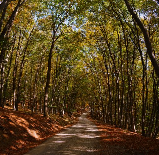 A dirt road through an autumn forest