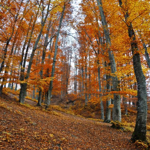 A low angle shot of the beautiful tall autumnal trees on a hill captured in a forest