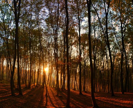 The sunlight through tall trees in a forest in autumn