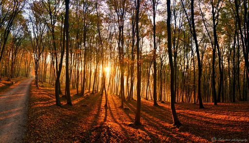 The sunlight in the autumn forest with colorful trees