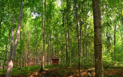 A small wooden cottage in the middle of a forest full of beautiful tall green trees