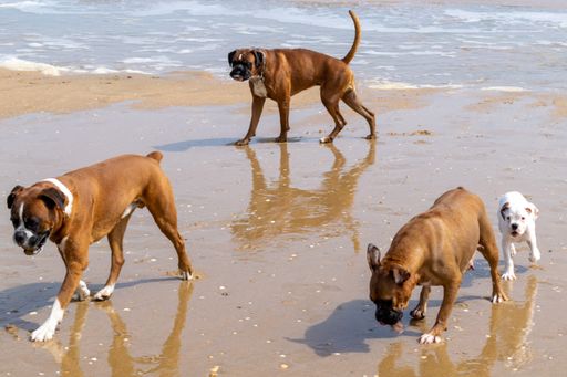 The boxers and white Guatemalan Bull Terrier playing in the beach