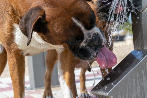 The big brown boxer dogs drinking water during daytime