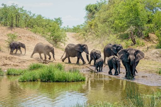 A beautiful shot of a small herd of elephants walking by the lake surrounded by green nature