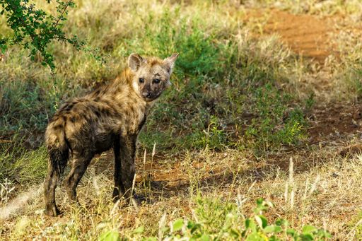 A closeup shot of a spotted hyena looking back while walking in a field during daylight