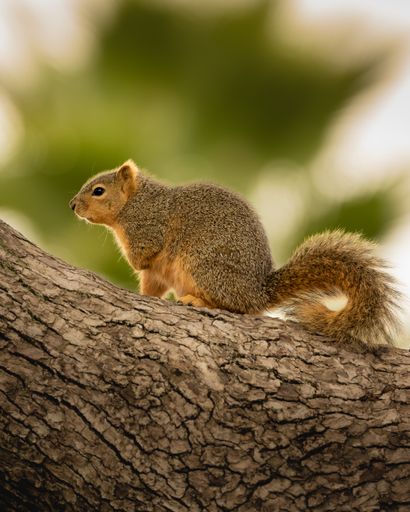 A squirrel climbing on a tree