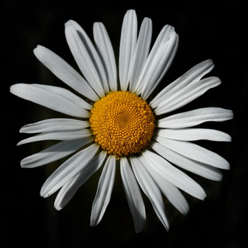 A closeup of a white chamomile