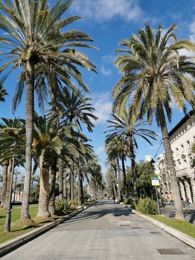 A vertical shot of palm trees in the park in Palma de Mallorca, Balearic Islands, Spain