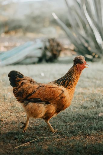 A vertical shot of a chicken walking on the green grass against the blurred background