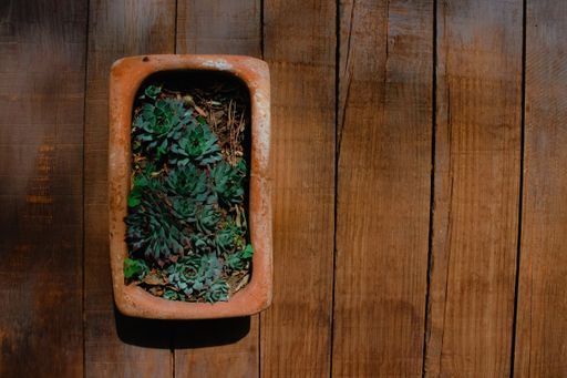 A top view of the rejuvenated stone rose in a stone-made pot on a wooden desk - wallpaper