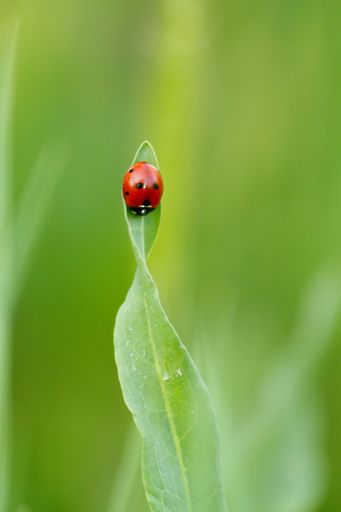 A closeup shot of a ladybug on a leaf