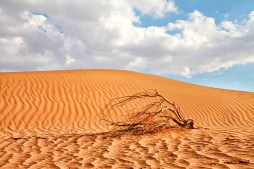 A closeup shot of a small dried tree in a desert