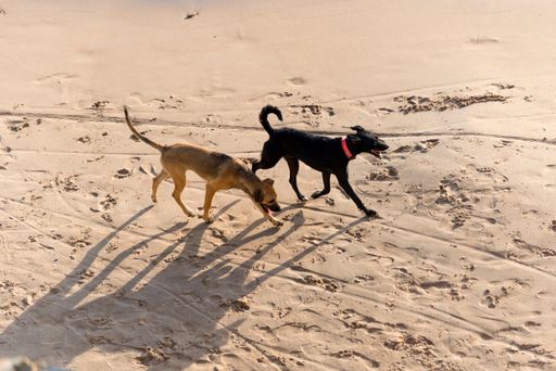 A view of two Dogs walking on the sands of Ondina beach