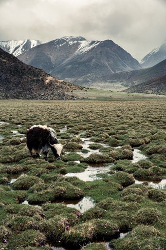 A vertical shot of cattle grazing in highlands