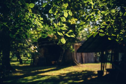 A selective focus of green leaves on tree branches against a blurry shack at a farm