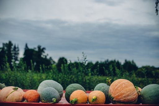A soft focus of orange and green pumpkins with a blurry greenery in the background