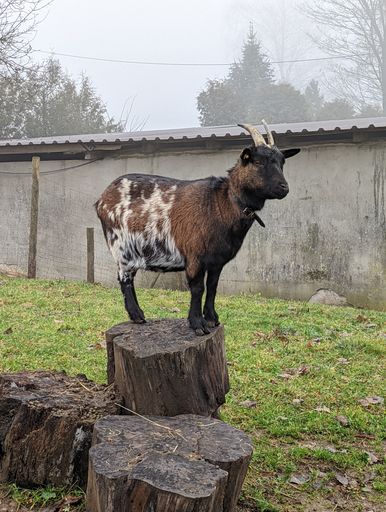 A vertical shot of a goat standing on a tree stump with a wall of a building and trees in the background