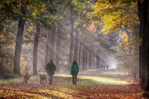 The two people walking with their dogs in a misty forest in the morning covered with sunlight