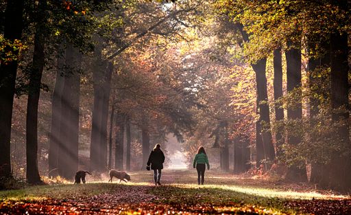 The two people walking with their dogs in a misty forest in the morning covered with sunlight
