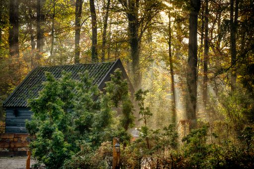 A scenic view of a wooden house behind green trees in a forest covered with sunlight