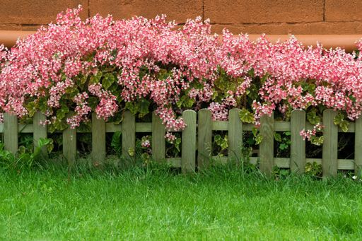 A beautiful garden with pink flowers near a wooden fence