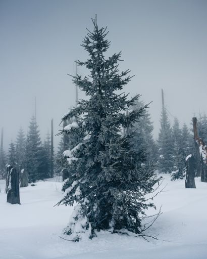 Winter in the bavarian Forest