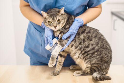 A veterinarian doctor bandaging the injured leg of a grey cat