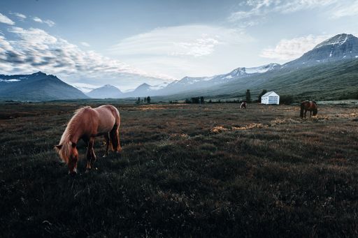 Beautiful horses grazing pasture under a blue cloudy sky in Iceland