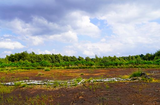 A beautiful shot of a bog surrounded by green trees in Diepholzer Moor nature reserve near Diepholz