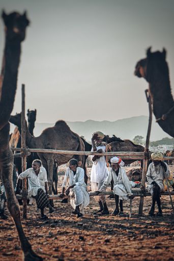 Camel herders sitting together with there camels in Pushkar, India during Pushkar Camel Fair