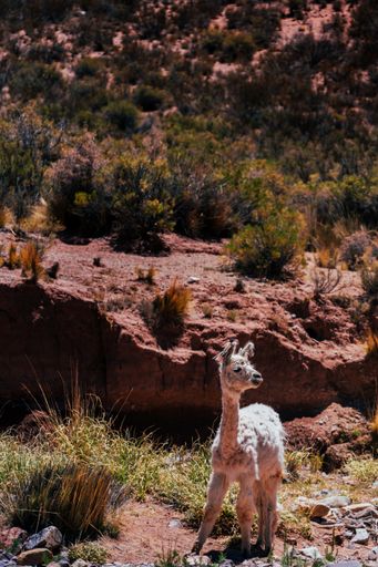 A vertical shot of an adorable baby lama looking aside standing at the bottom of a hill