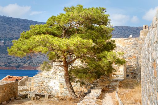 A pine tree and the ruins on the Island Spinalonga, Crete, Greece