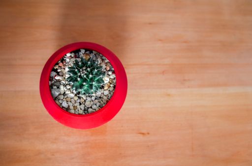 Mammillaria Nejapensis  high angle view red pod over an orange t