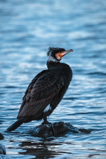 A vertical closeup shot of a Cormorant standing on a small stone  in the water with a blurry background