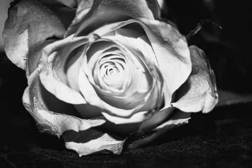 A grayscale closeup shot of a single rose with beautiful