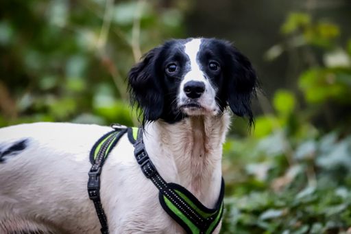 A selective focus shot of a black and white domestic dog
