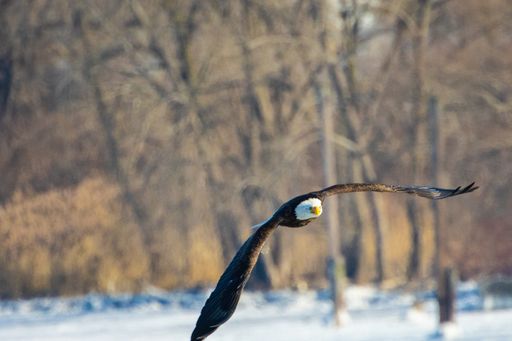 A close-up shot of the American bald eagle shows off wingspan