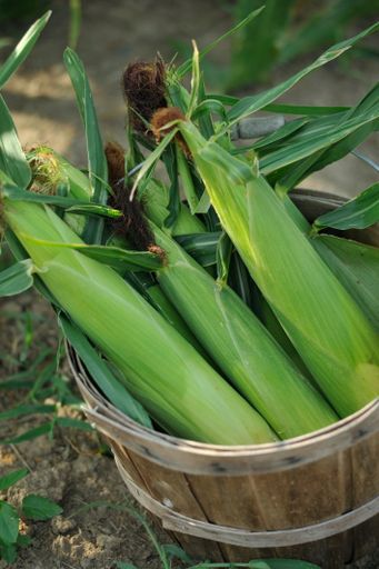 A close-up shot of a freshly picked sweet corn from the garden in a wooden bucket