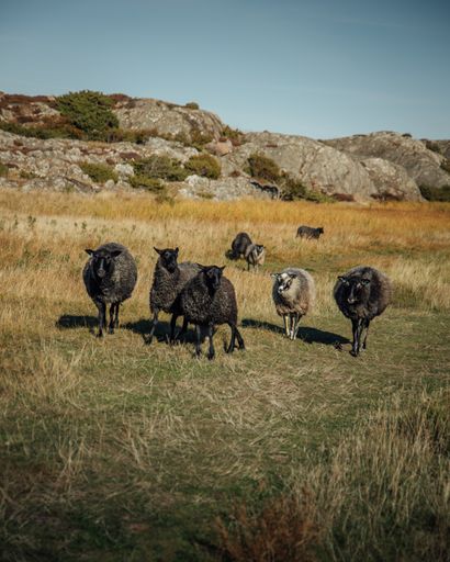 A view of a small flock of sheep grazing in a green field on a sunny day