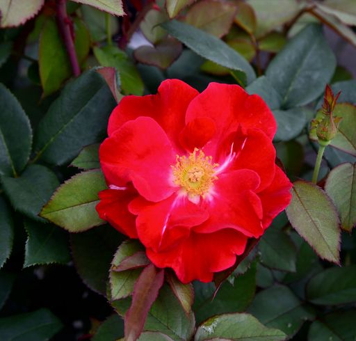 A closeup shot of Rosa Top Gun
