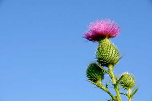 A closeup shot of a bull thistle growing on the prairie in Missouri