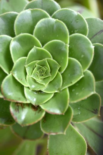 A vertical shot of the green leaves of a succulent plant