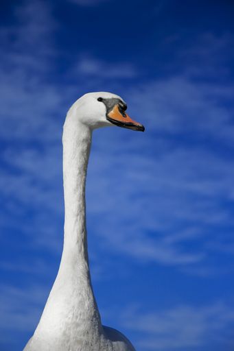 A vertical shot of a cute swan with a blurred blue sky in the background