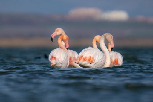 A group of flamingos floating in the lake on a sunny day in summer