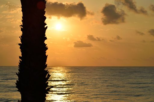 A beautiful shot of the palm in the background of the sunset.