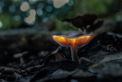Mushroom glowing in an enchanted Holm oak wood in the mysterious night of an autumn fairy tale. Light painting. Malta, Mediterranean