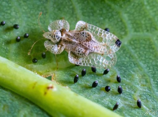A closeup shot of an oak lace bug on a leaf surface