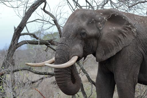 A closeup shot of a large elephant eating grasses in Kruger Park, South Africa