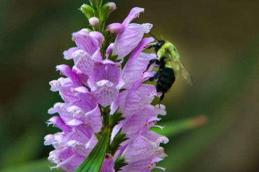 Bumblebee on Violet Flower Macro