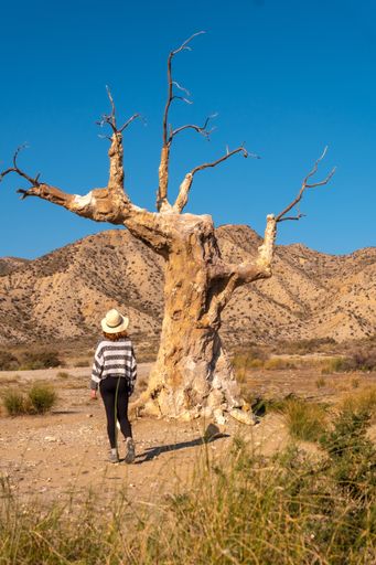A young female hiker visiting the tree of misfortune in the desert of Tabernas, Almera, Andalusia